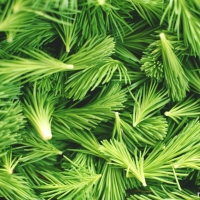 Foraging and finding - Fir tip honey
